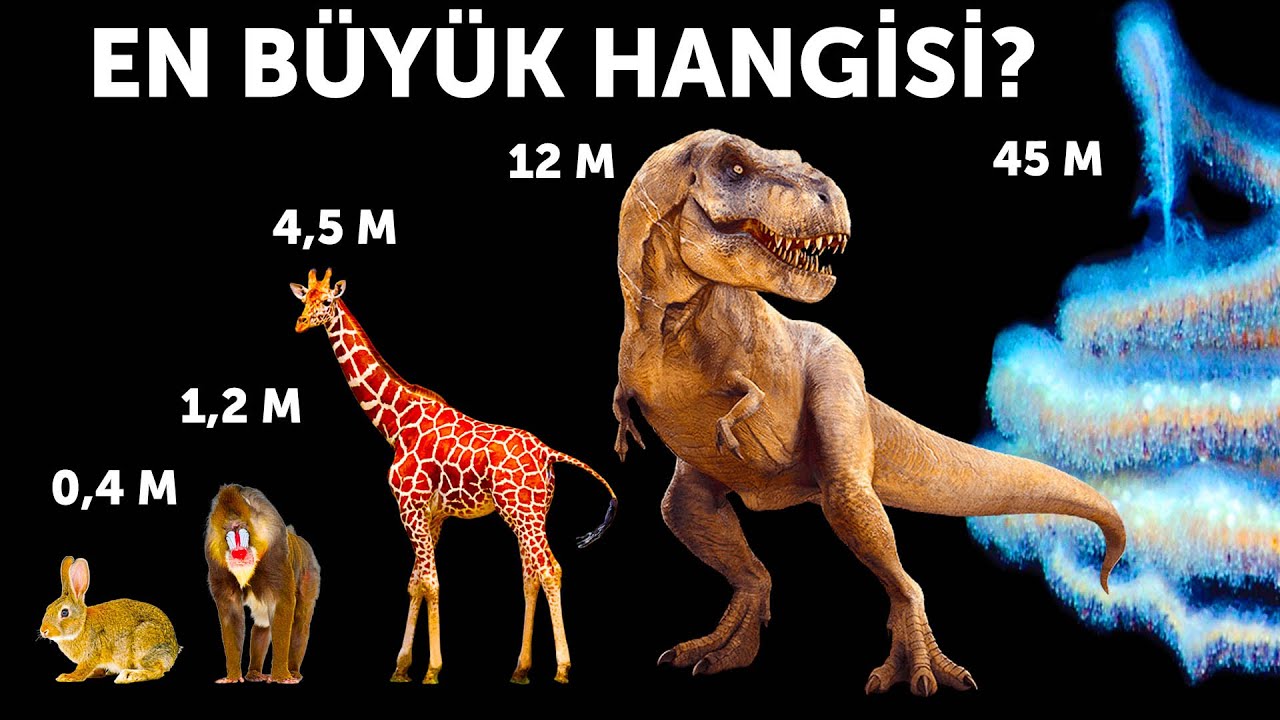 Hayvanların Boy Karşılaştırması (En Büyük Canlı Balina Değil!)
