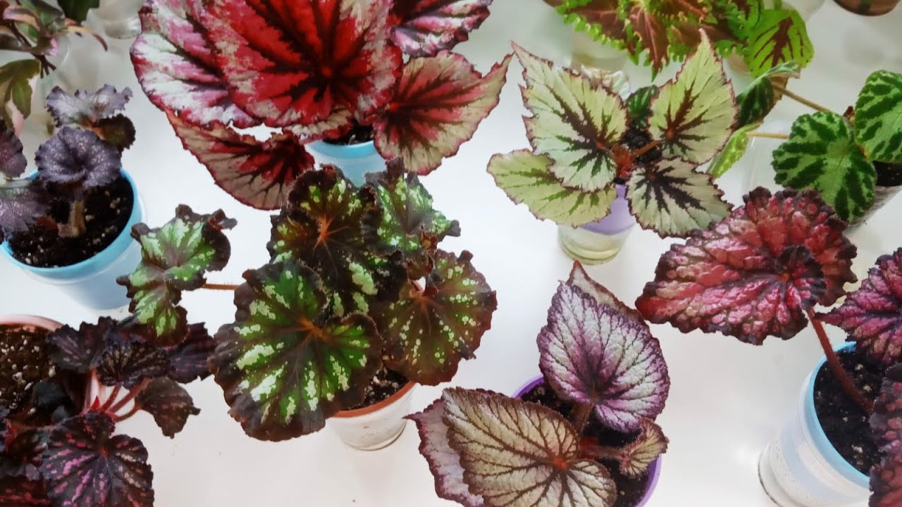 Комнатные растения 🌿/ Декоративно лиственные бегонии / Обзор/ Мои новинки 🎁/  Размножение🌱