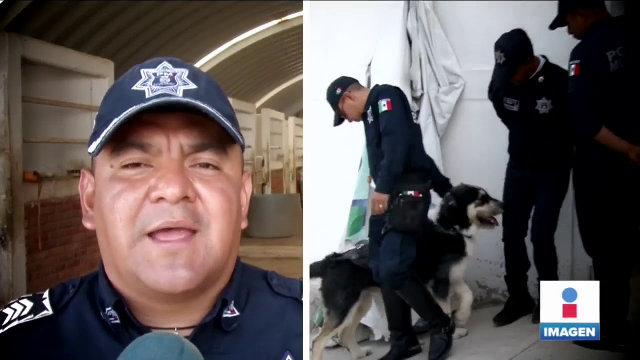 Perro callejero es adoptado por la Policía Montada | Noticias con Yuriria Sierra