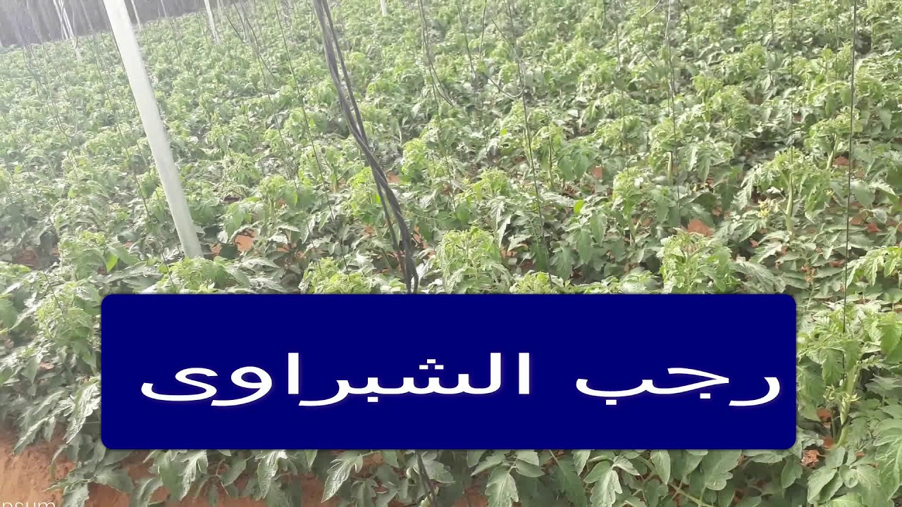 ظاهرة طول السلميات فى ساق نبات الطماطم المشكلة والعلاج