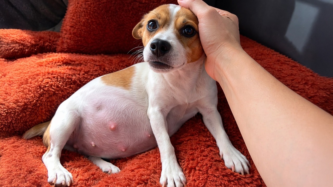 She Rescued Pregnant Dog Not Knowing What Was About to Happen
