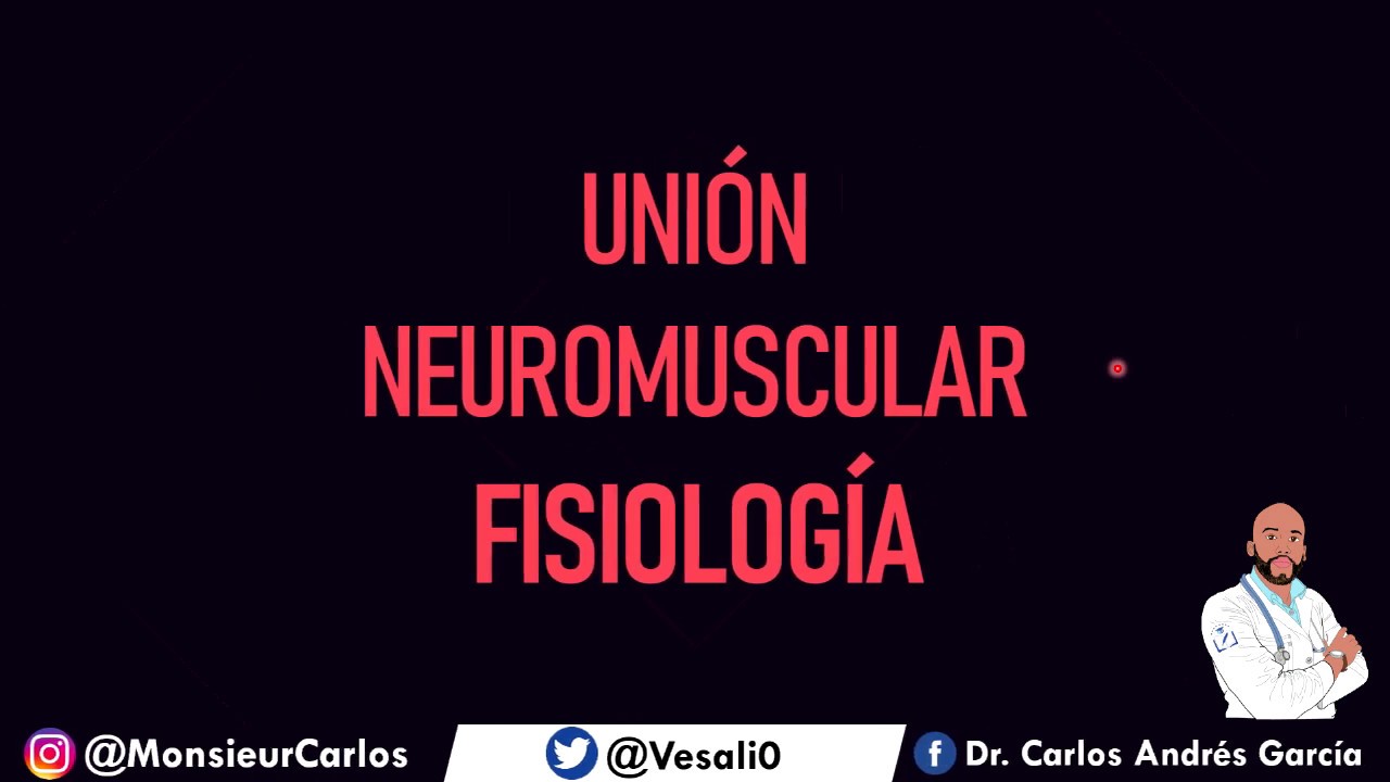 Fisiología - Union Neuromuscular (Liberación y Secuestro de Acetilcolina)