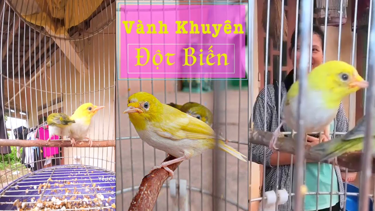 Chim Vành Khuyên Đột Biến- Yêu Chim Cảnh