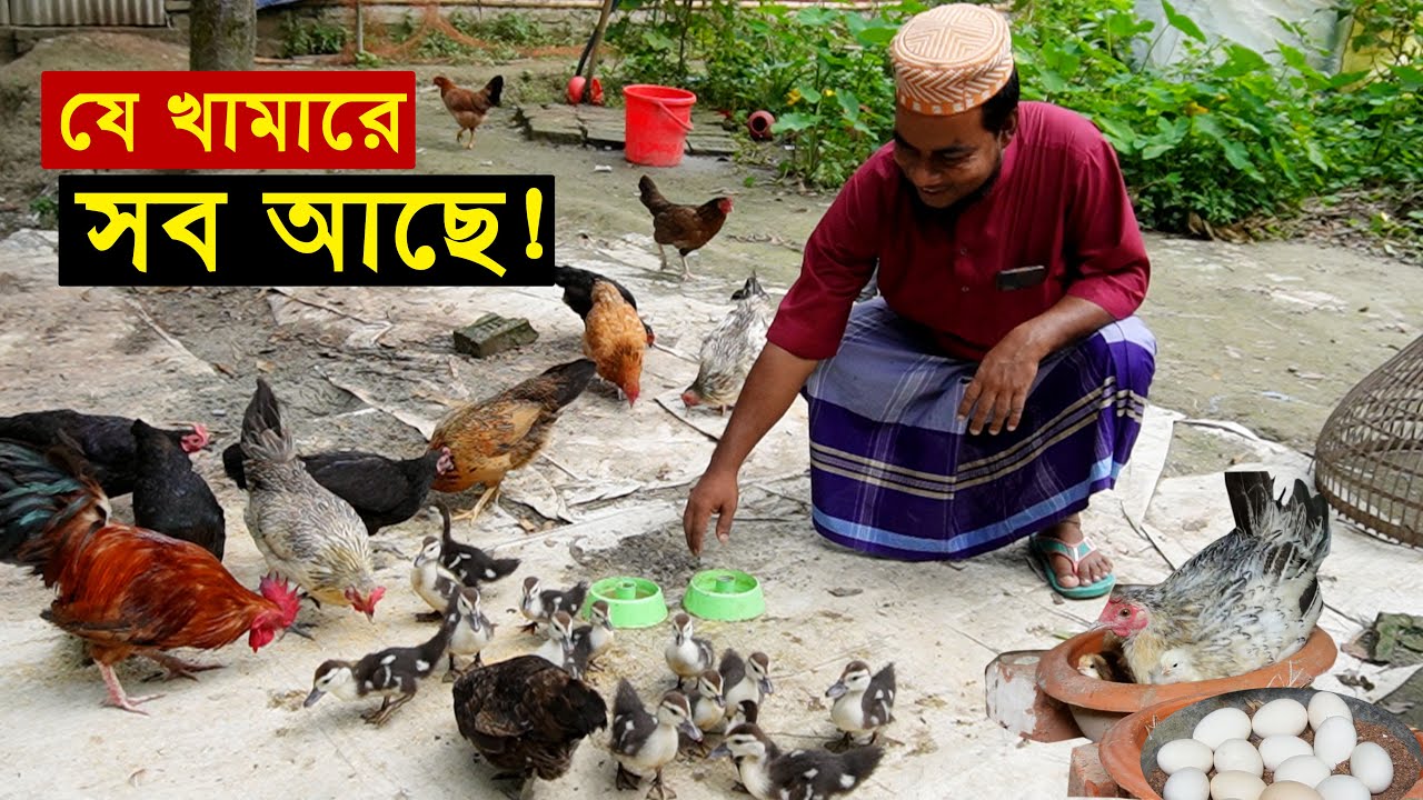 যে খামারে সব আছে - ধামরাইয়ের মোরশেদ ভাই দেশি মুরগি সহ পালন করছে বেশ কয়েক জাতের হাঁস মুরগি...