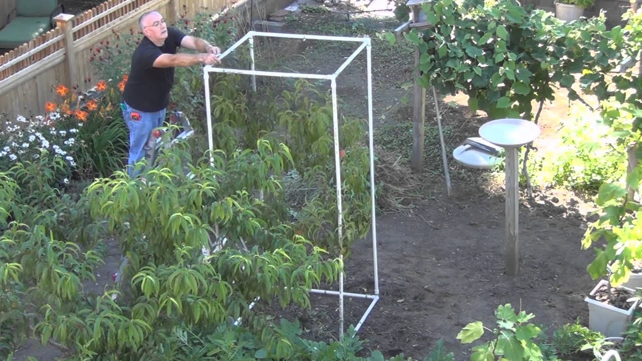 How to Protect the peach trees from critters