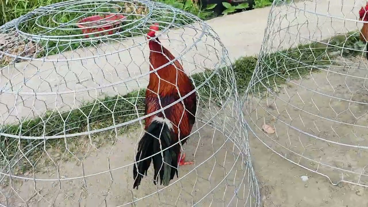 2/2 tốp 5 em 🐔.(Ms2:3k4).Ae hợp LH:@9.76.73.84.42