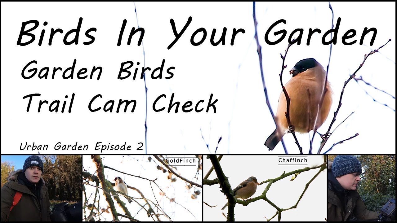 Birds In Your Garden //  Filming Garden Birds & Trail Cam Check - Urban Garden Episode 2
