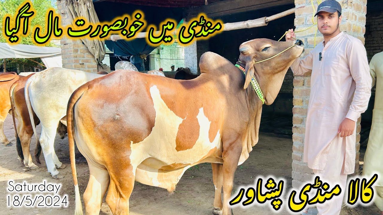 Kala Maweshi mandi peshawar||Bary janwar agye mandi full hogyi😍||Cattles prices update||