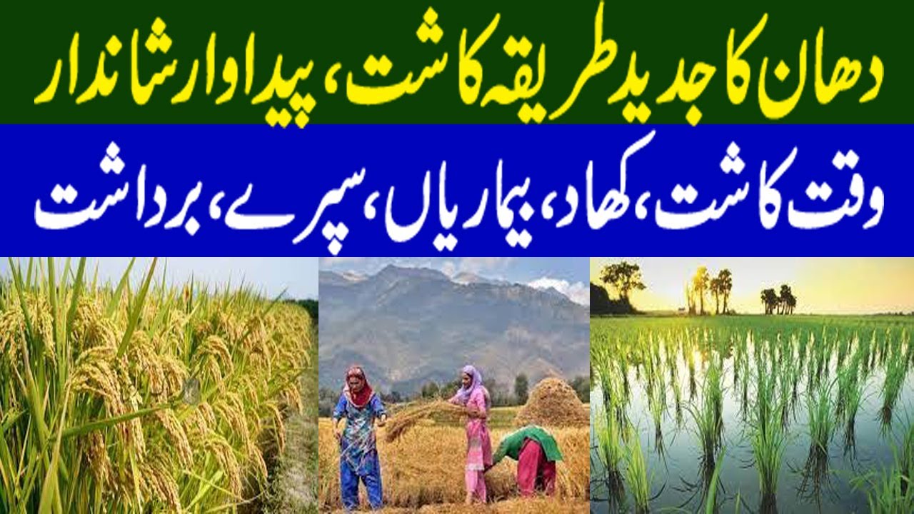 Rice Farming In Pakistan | Complete Guide from Seeds to Harvest ||