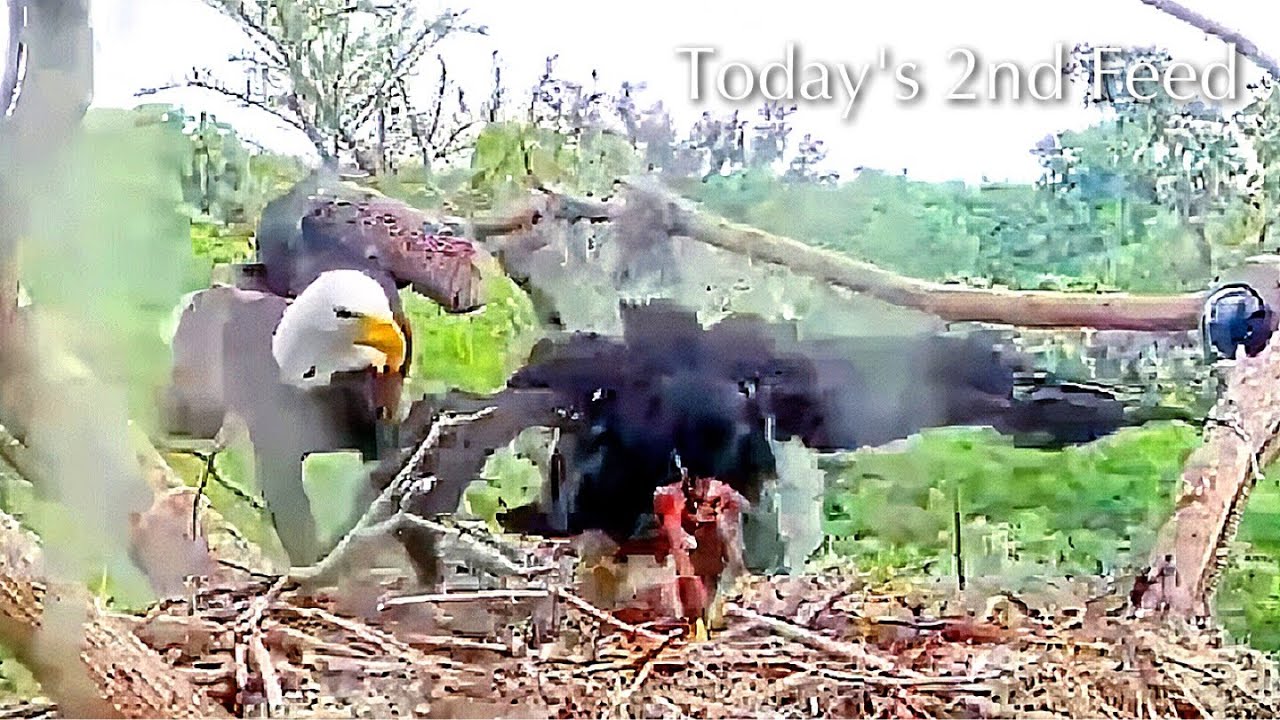 #447🦅Peanut🐥61°(& Brutus🐥66°)／Winter Park Eagle Nest 2026／Against All Odds:One-Eyed Mom／Wink💗Atlas