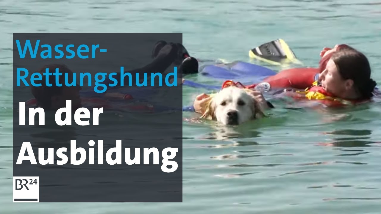 Rettungshunde im Wasser: Retter mit vier Pfoten | Abendschau | BR24