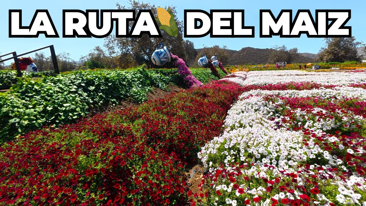 🌽La Ruta Del Maíz🌻2025 | 🎃Tijuana Baja California