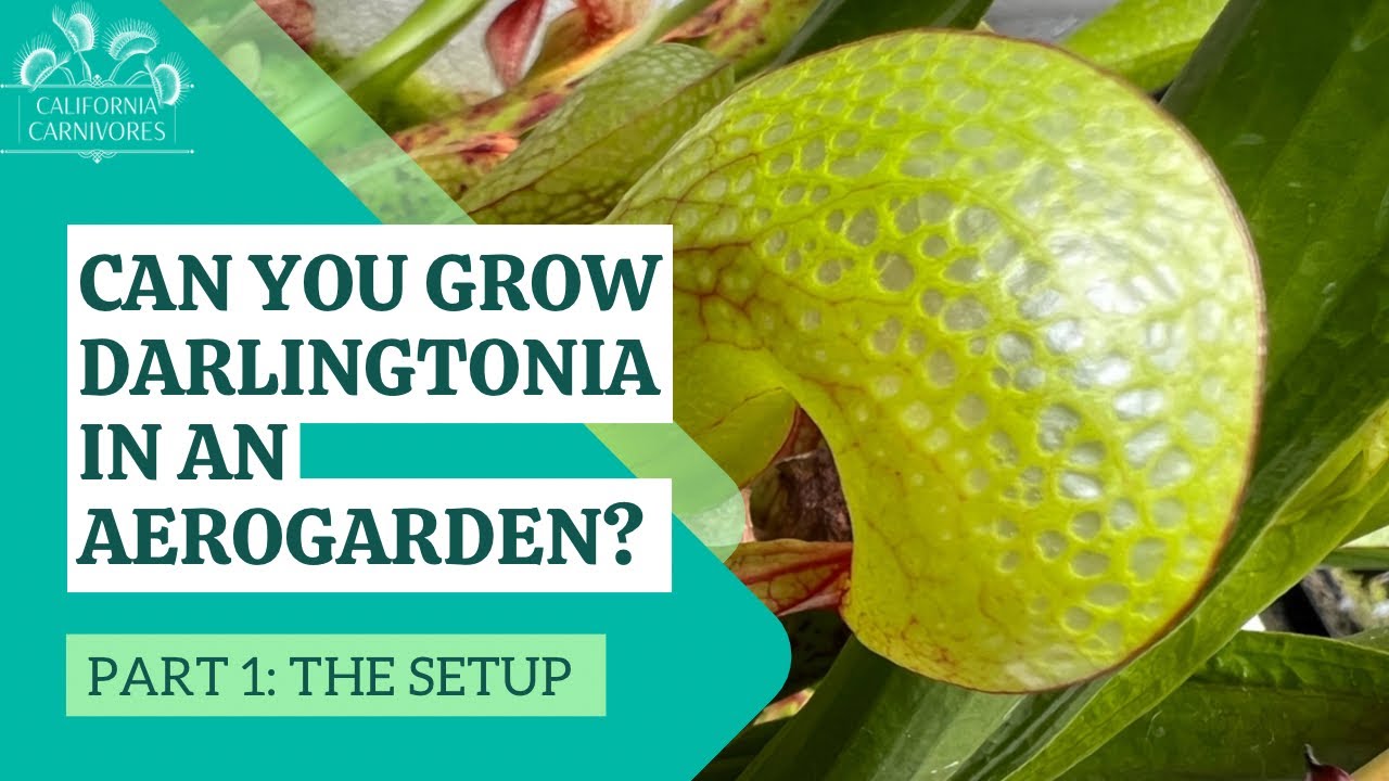 Repotting a Darlingtonia into an Aerogarden