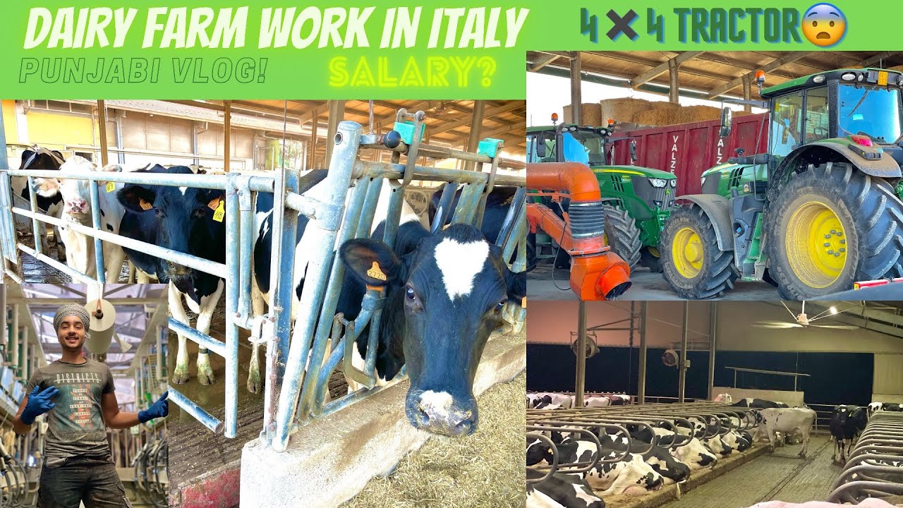 Dairy farm work in italy/ farm da kam italy vich/ punjabies work/cow farming punjabi vlog/4x4tractor
