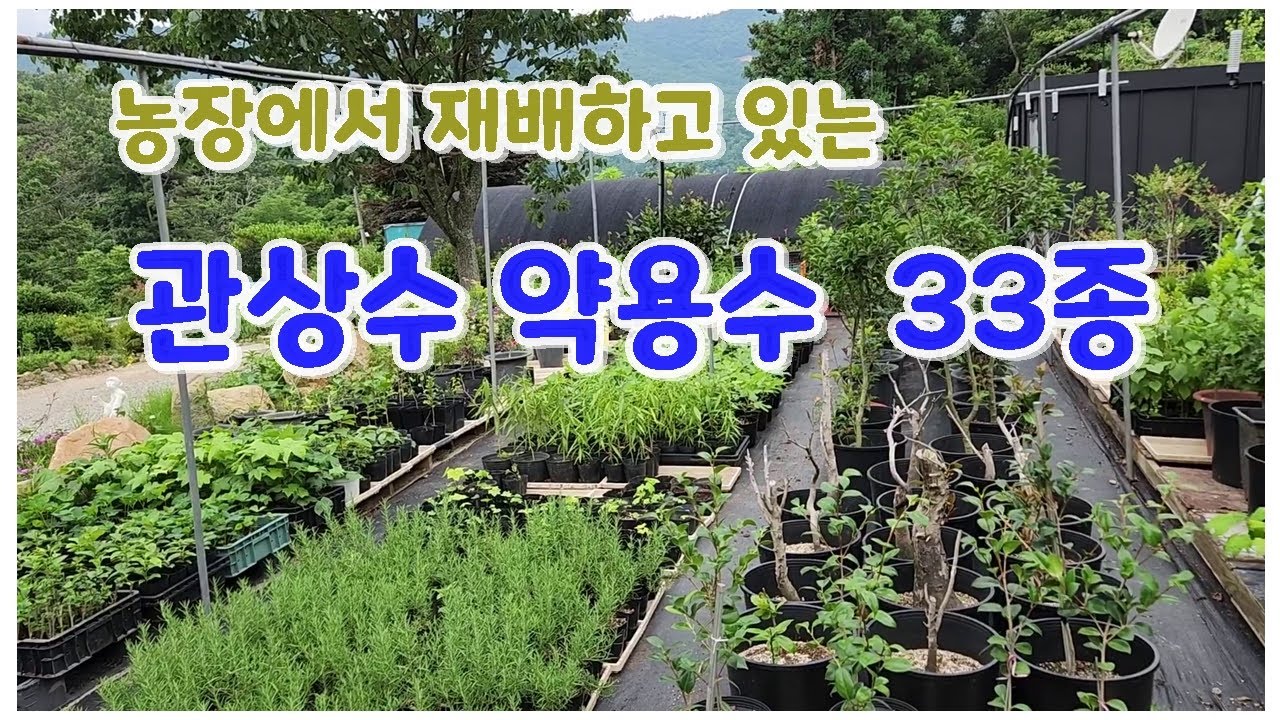 농장에서 자라고 있는 약용수 관상수 조경수 품종 33 가지 소개합니다