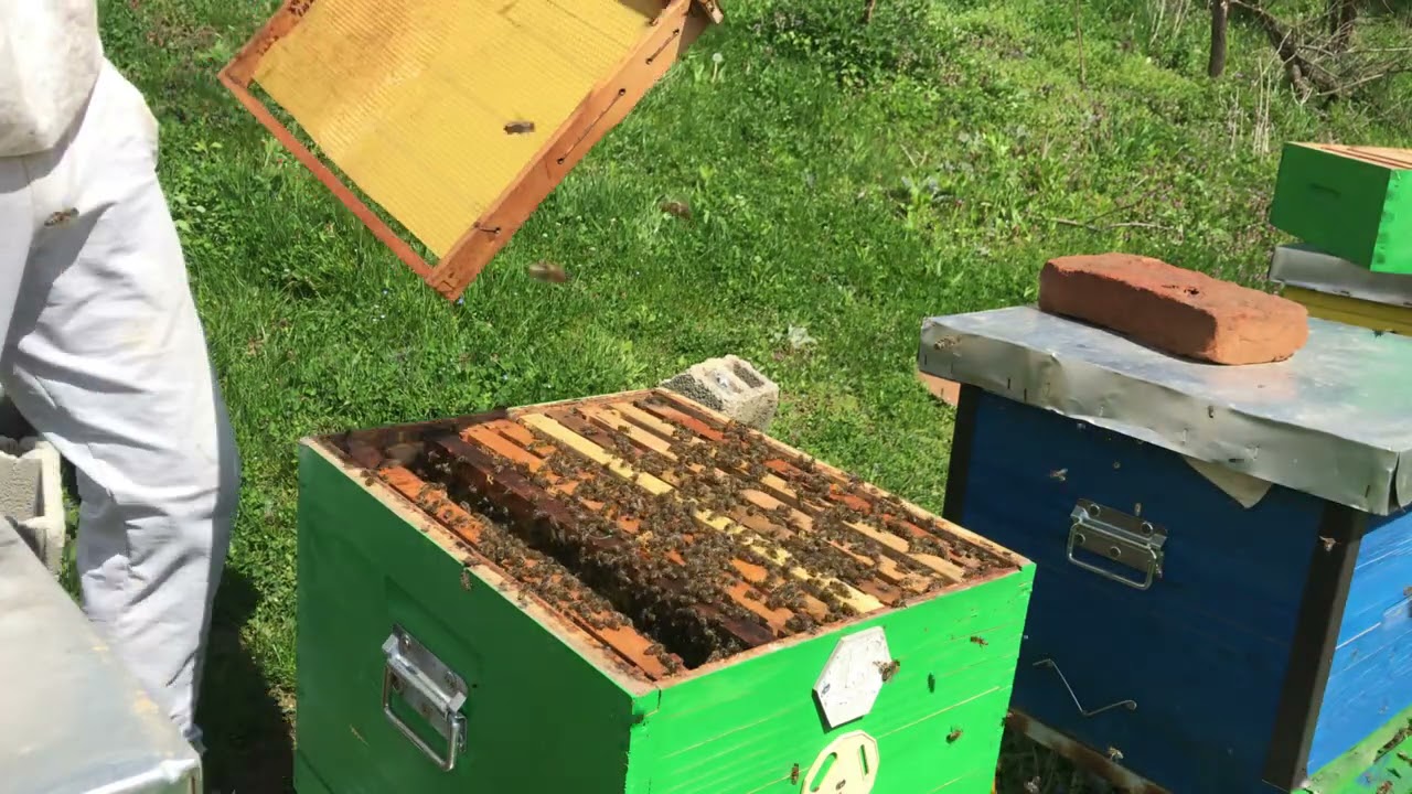 Detaljan Pregled Košnice - Dodavanje SO i Polusprata