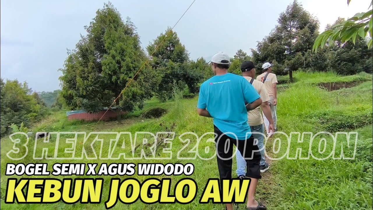 Mengungkap keindahan kebun durian Joglo AW yang subur dan seragam.