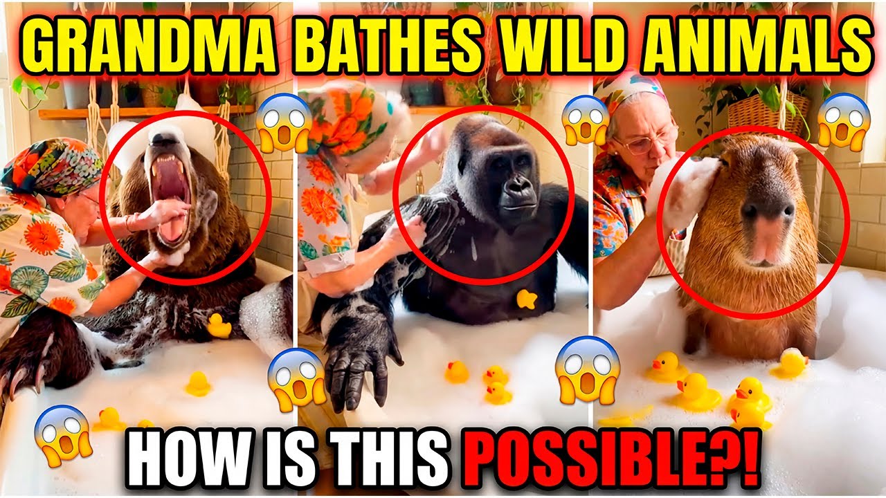 Grandma Bathes Wild Animals at Home - Most Shocking Moments | Compilation 2025 Sora