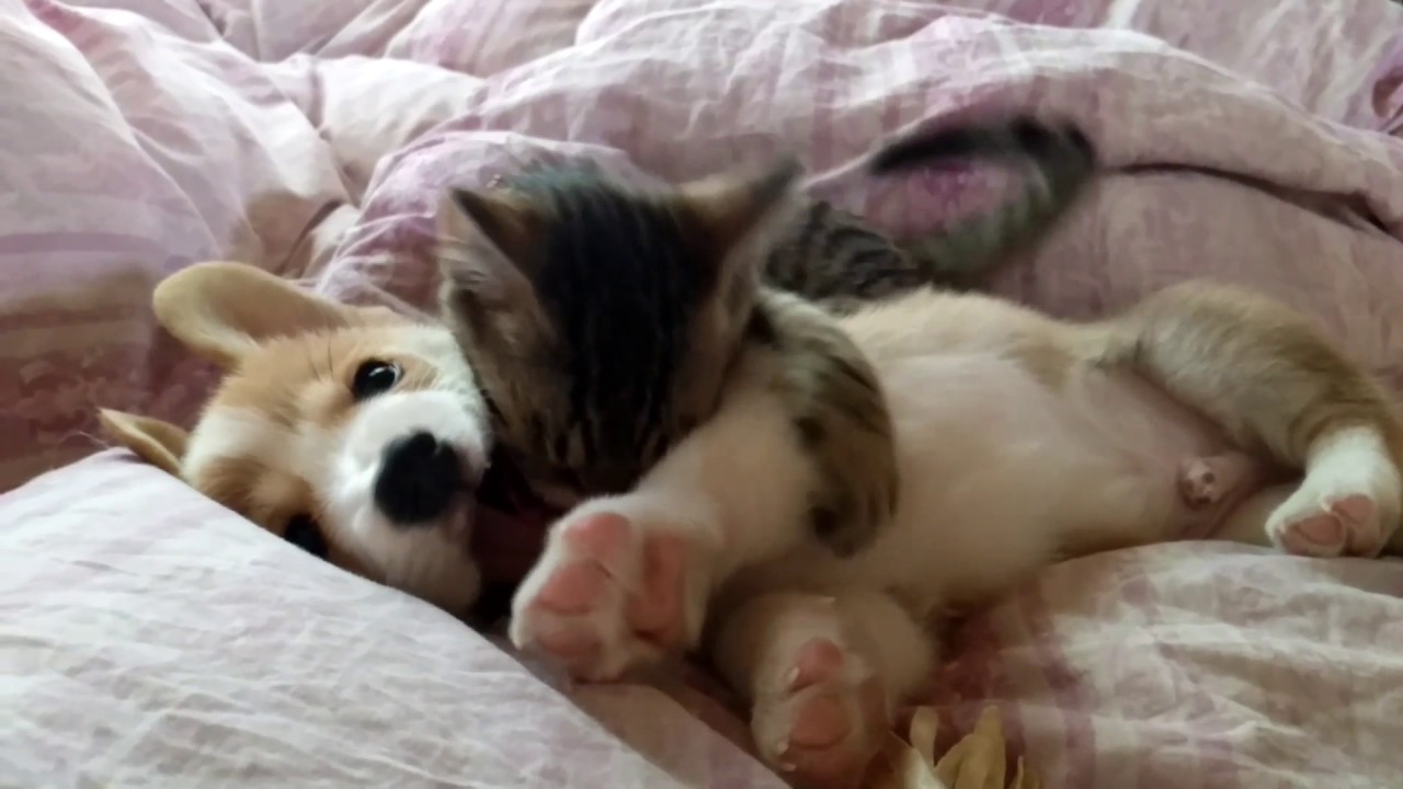 corgi vs cat （puppy）コーギーと猫の戦い