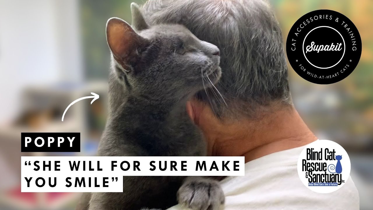 Meet Poppy: The Blind Cat Who Climbs Her Way Into Your Heart