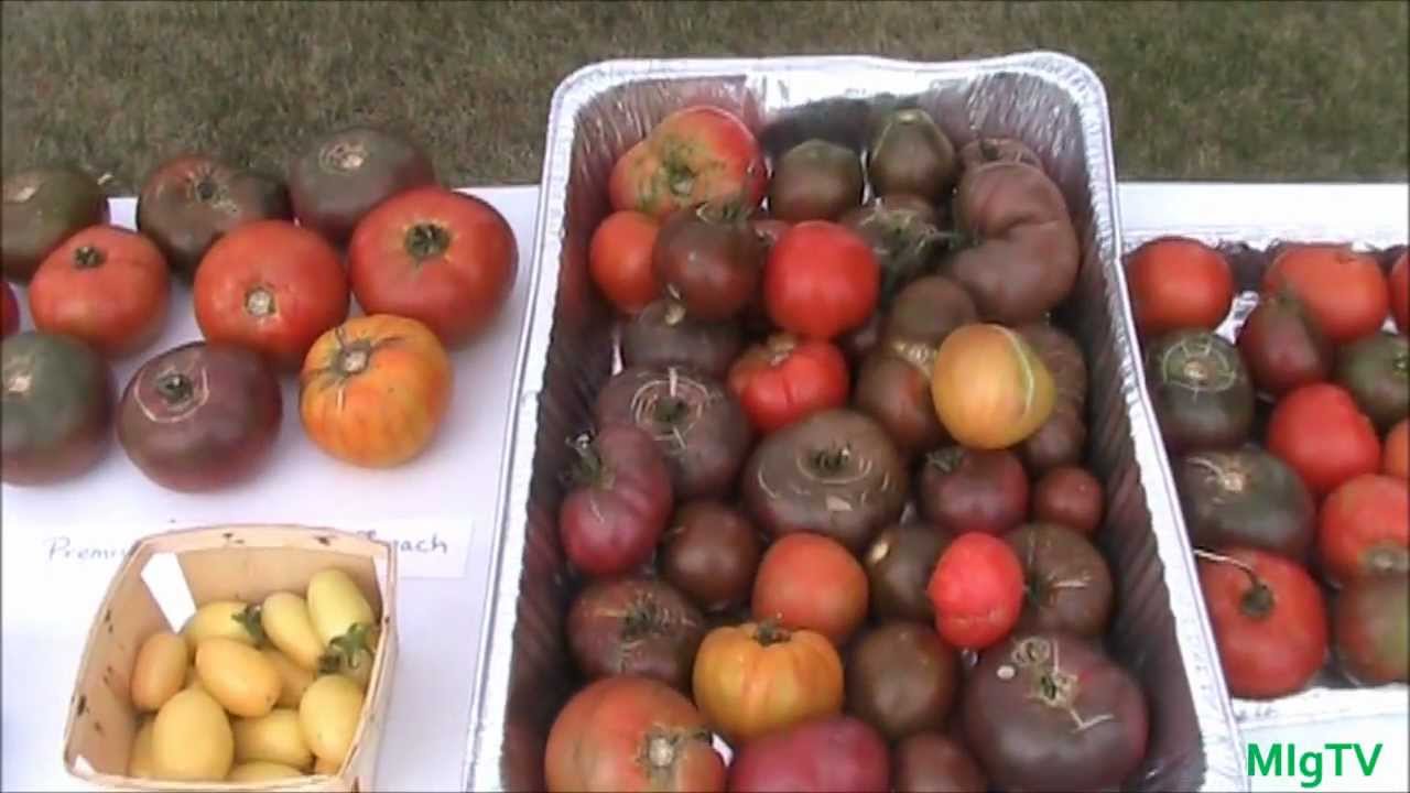 How to Save Tomato Seeds - Seed Saving Series
