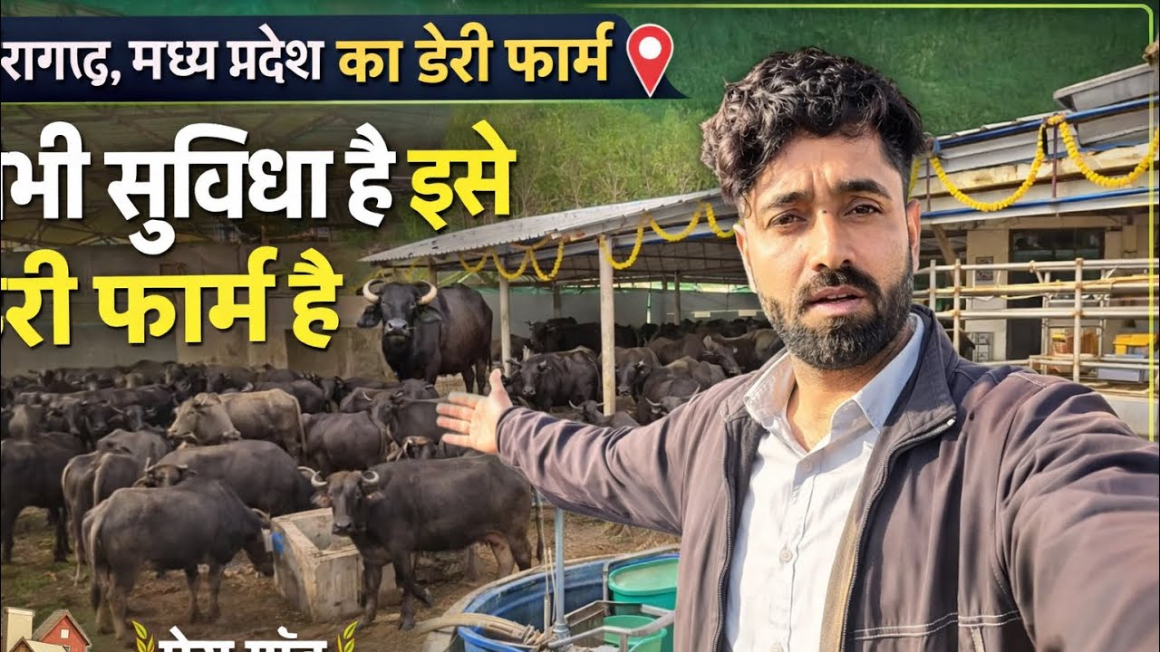 राजगढ़ MP का Modern Dairy Farm | इतनी सारी भैंसों की देखभाल कैसे होती है? 🐃Modern Dairy