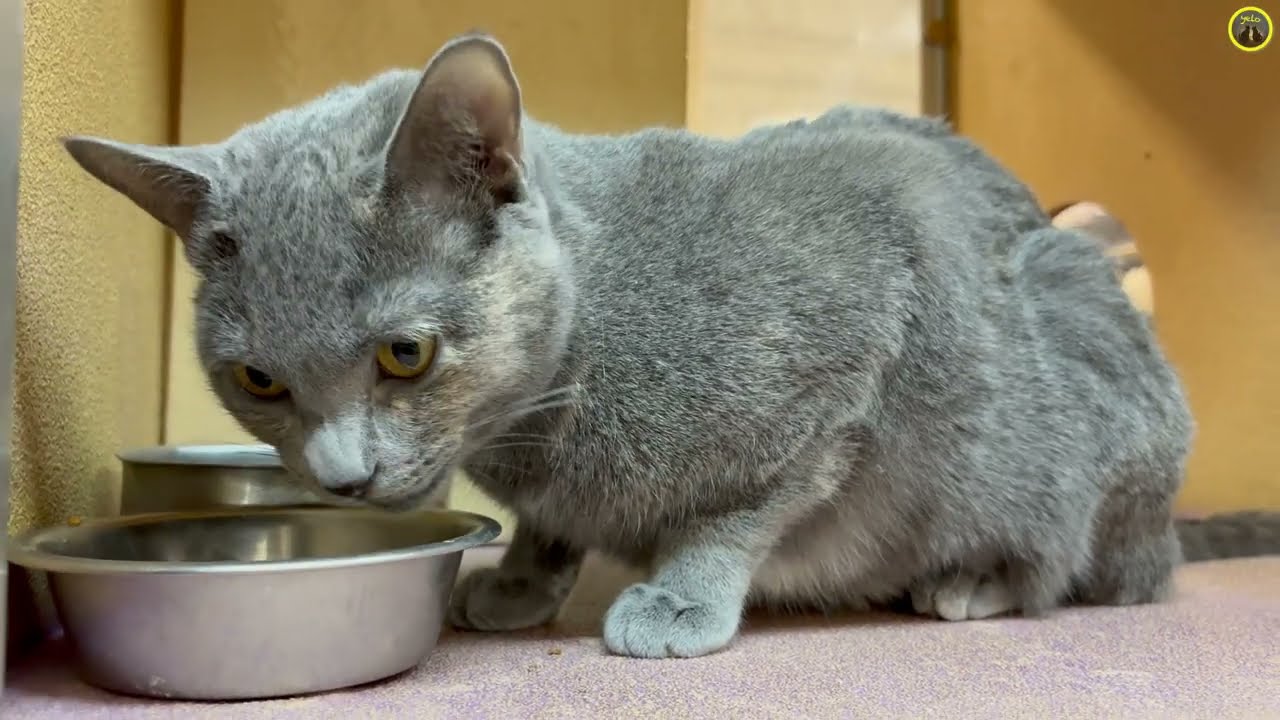 1-Year-Old Dilute Tortie Mom Cat Dana Barrett Waiting for Adoption (2026 February 12)