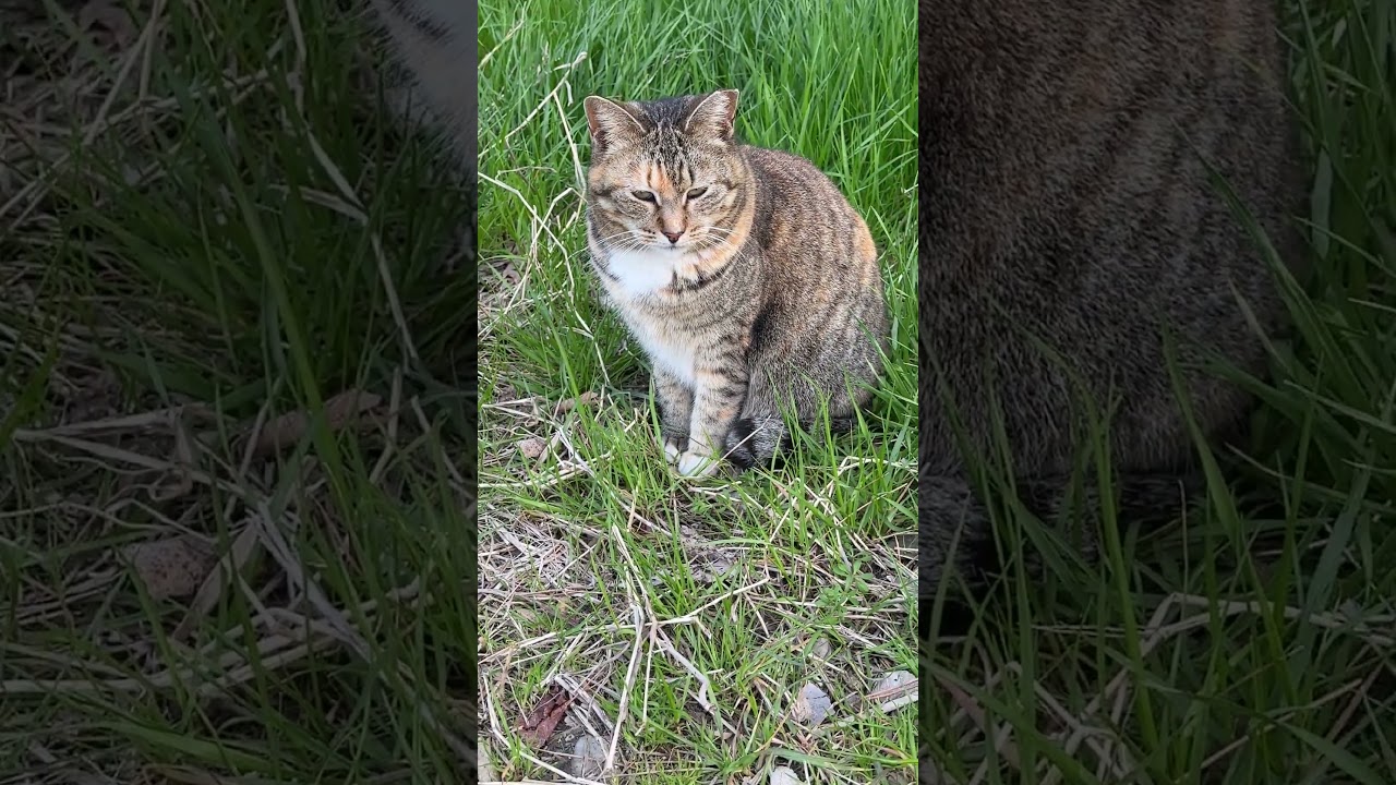 気まぐれキジトラのブン太⑨外伝、元カノです