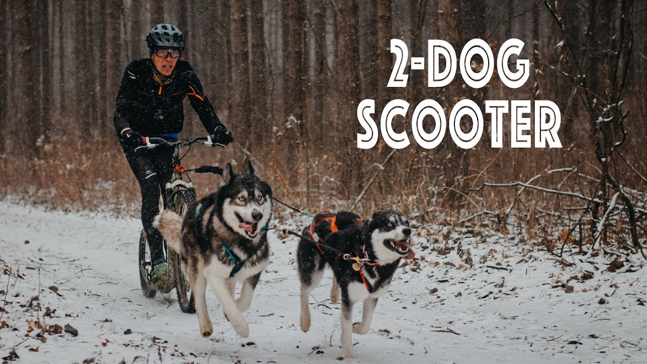 2-dog Scooter with the Huskies - Kawartha Canicross Club