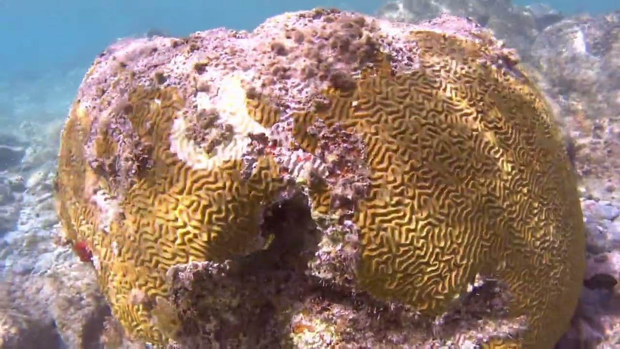 Virgin Islands coral reef snorkel.