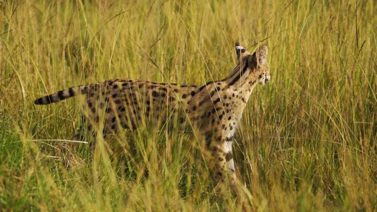 Serval Cat Documentary #ServalCat #WildlifeDocumentary #UrduDocumentary #AnimalLovers #NatureInUrdu