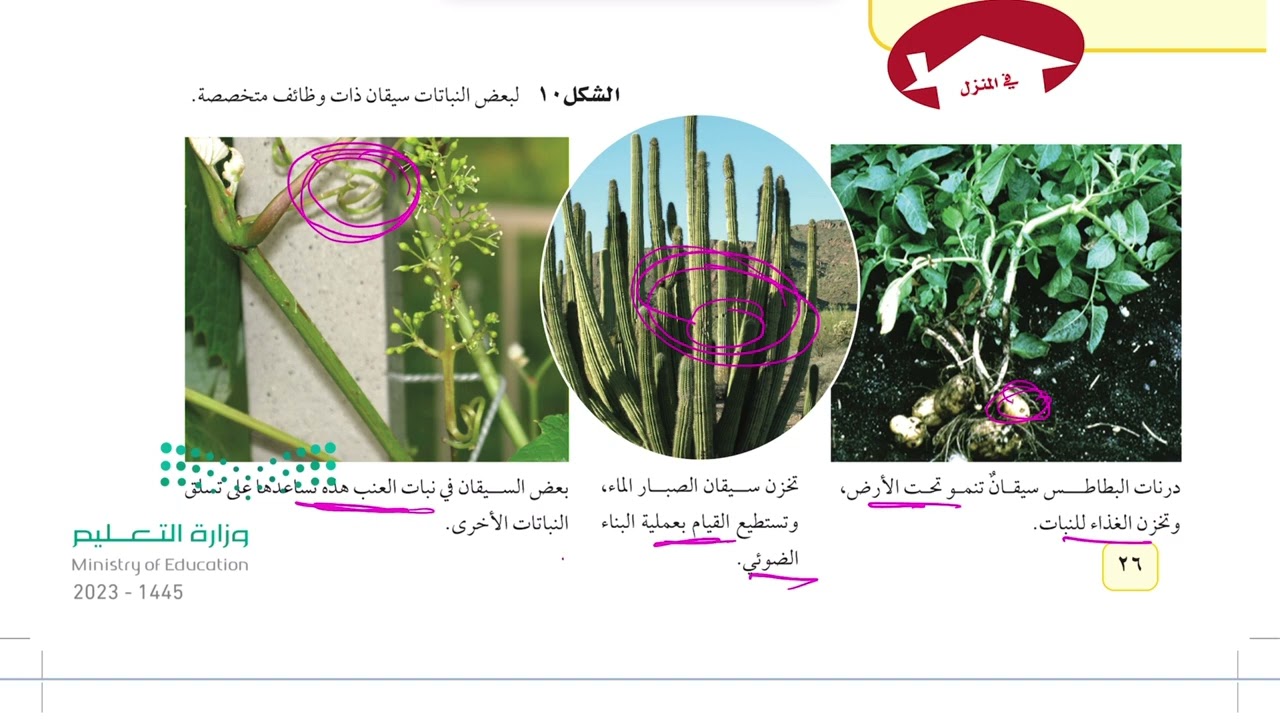 النباتات البذرية علوم ثاني متوسط 1445