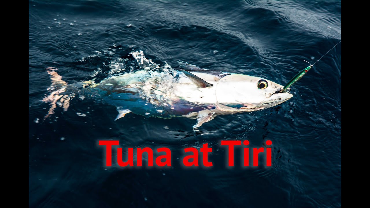Catching skipjack tuna at Tiritiri-Matangi Island, Hauraki Gulf New Zealand