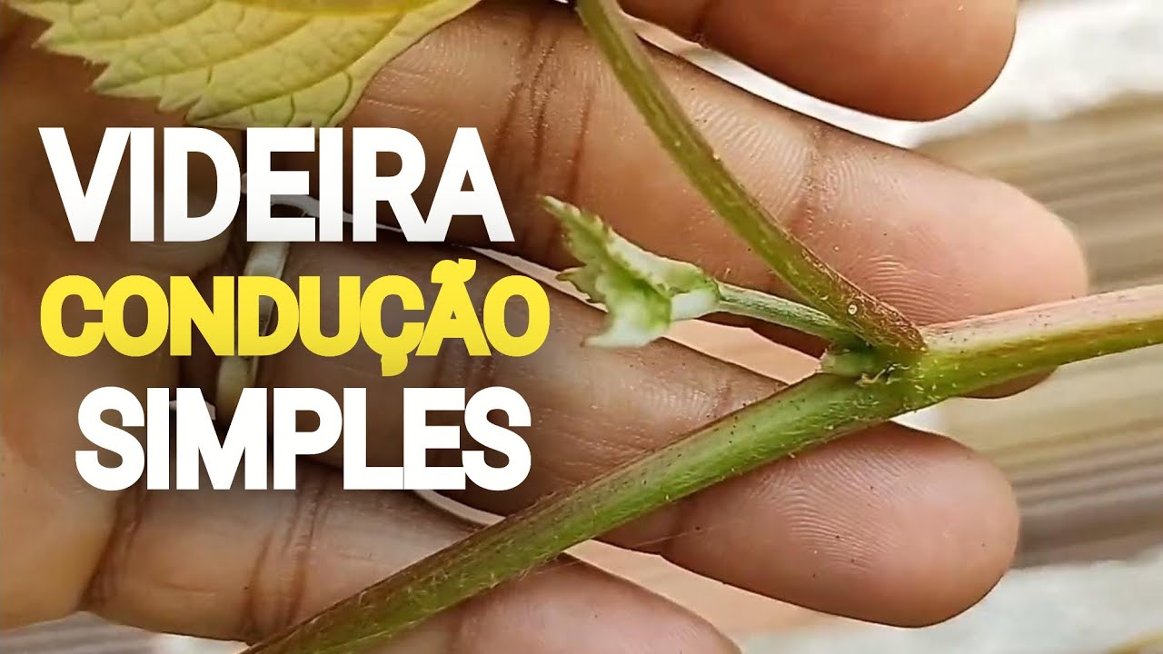 CONDUÇÃO de Videira em Cordão Simples