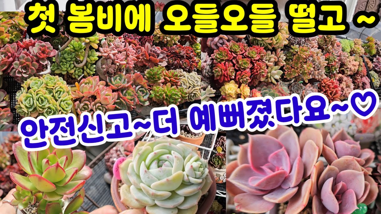 걸이대 다육이 키우기 봄비 맞고 오들오들 딸고 생존신고 해요 ~🌸짧뚱 통통 다져지고 ~건강해요😆