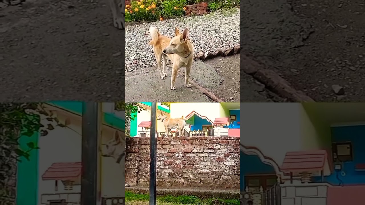 Bruno # memorial moments#goodvibes #shortvideo #