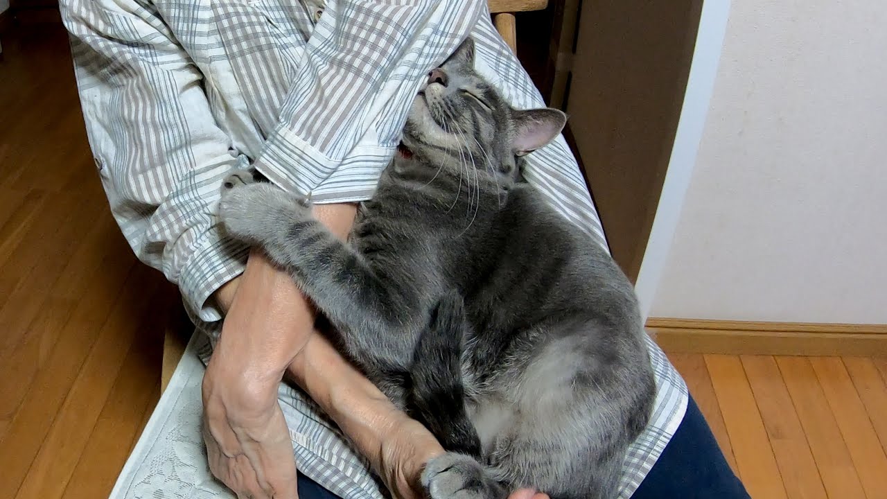 ばーばのお膝の上で赤ちゃんみたいに甘える猫