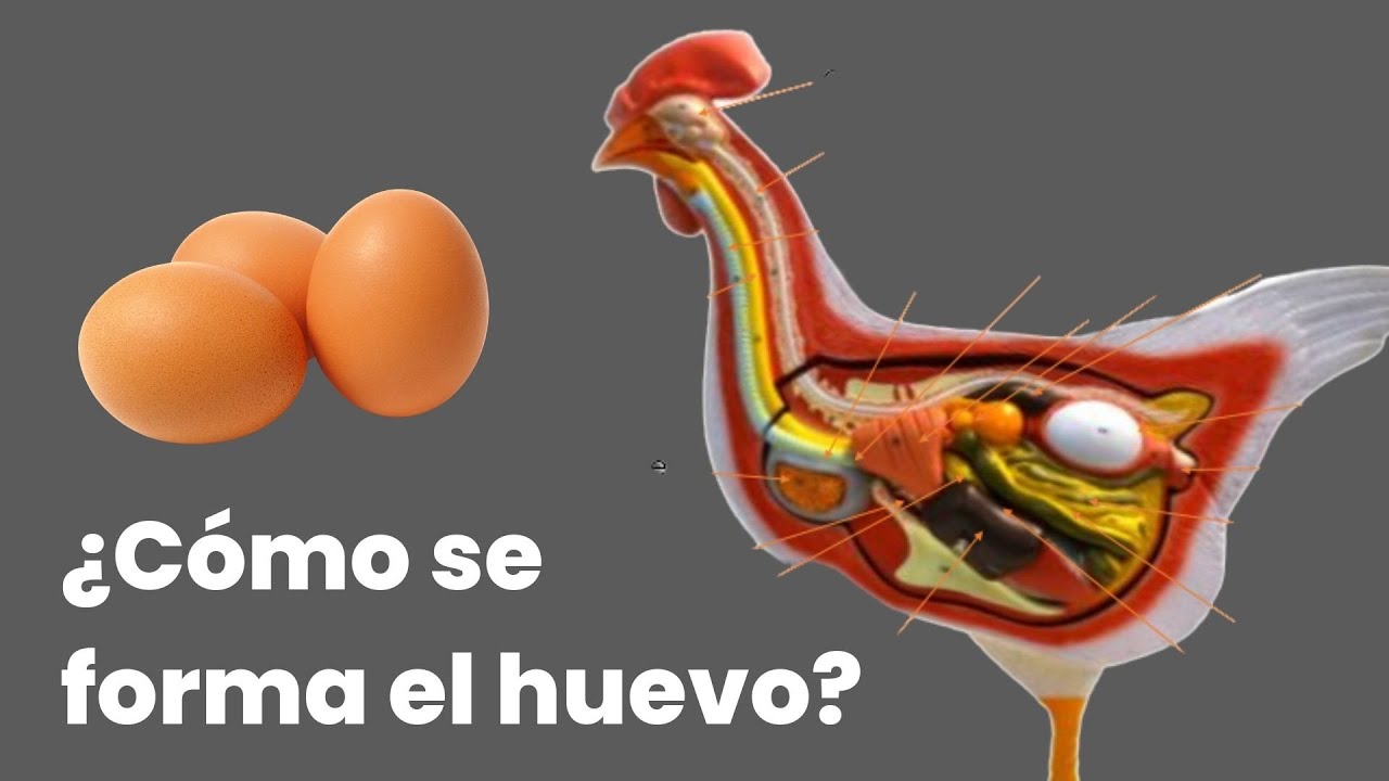 ¿Cómo se forma el huevo de gallina?