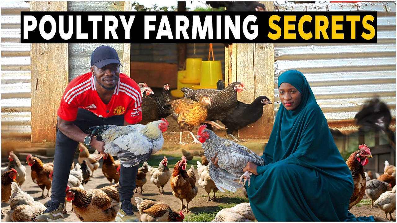 300 Chickens: The Perfect Starting Point for Profitable Farming?
