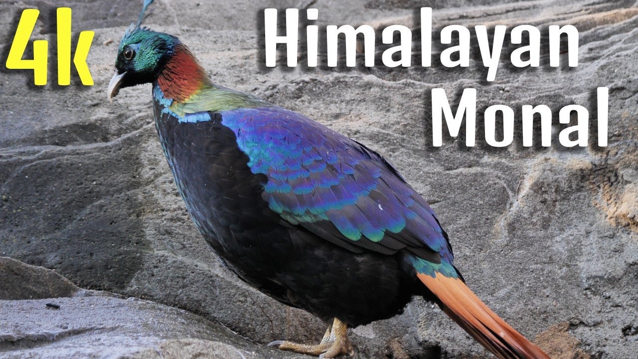 Himalayan monal | Bird videos