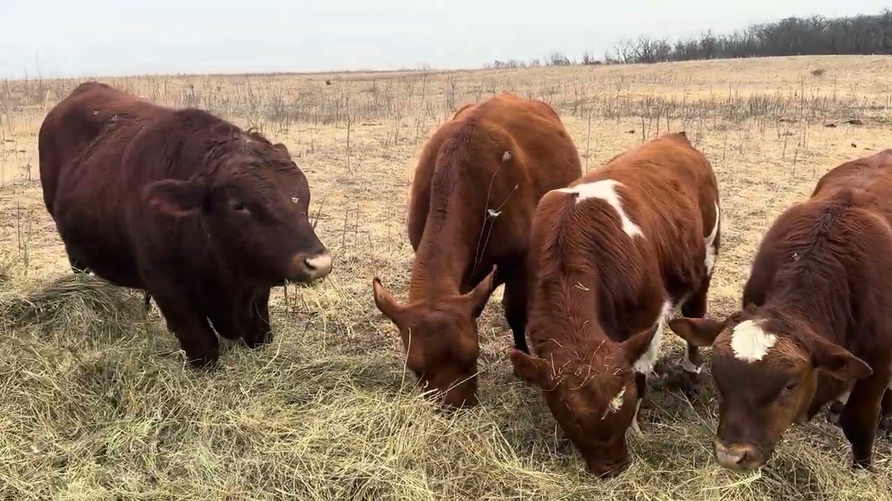 Warmer weather with unrolling hay not using the cat method