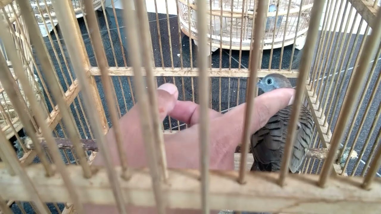 MENGATASI PERKUTUT TRAUMA
