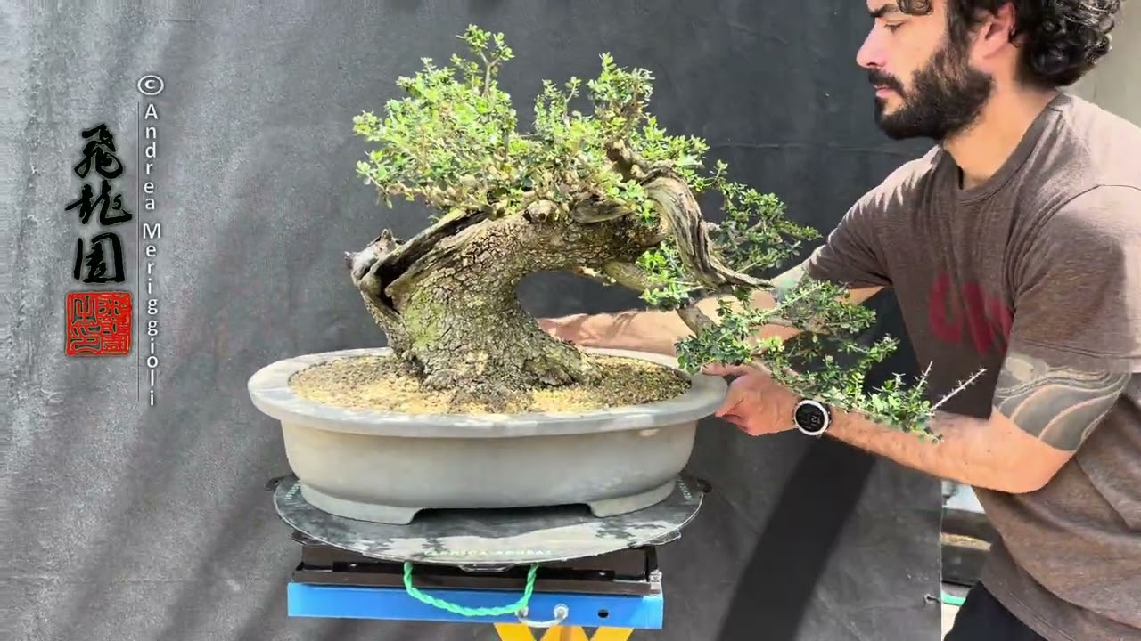 Olea oleaster 25-419