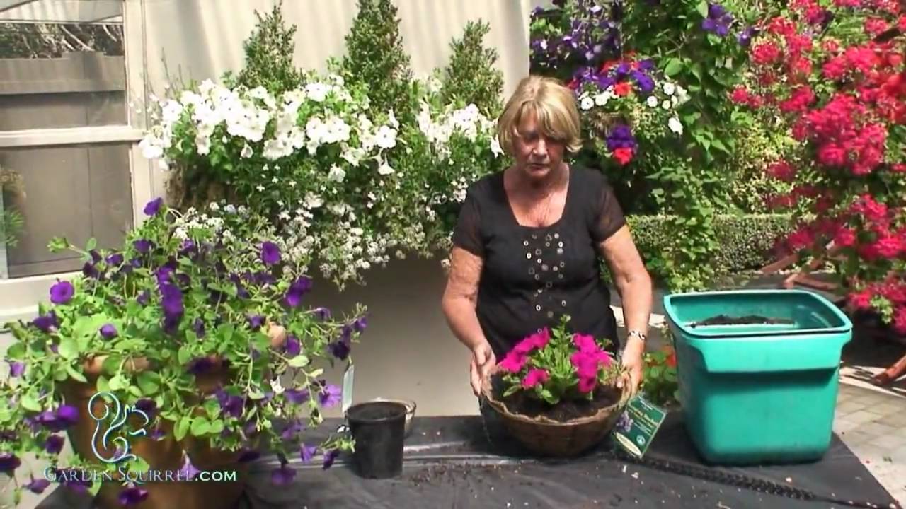 How to Make a Hanging Basket  of Petunias (Easy)