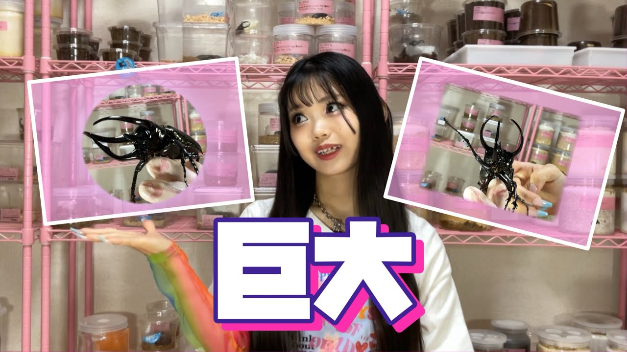 【初飼育】で特大のカブトムシが羽化しました‼️