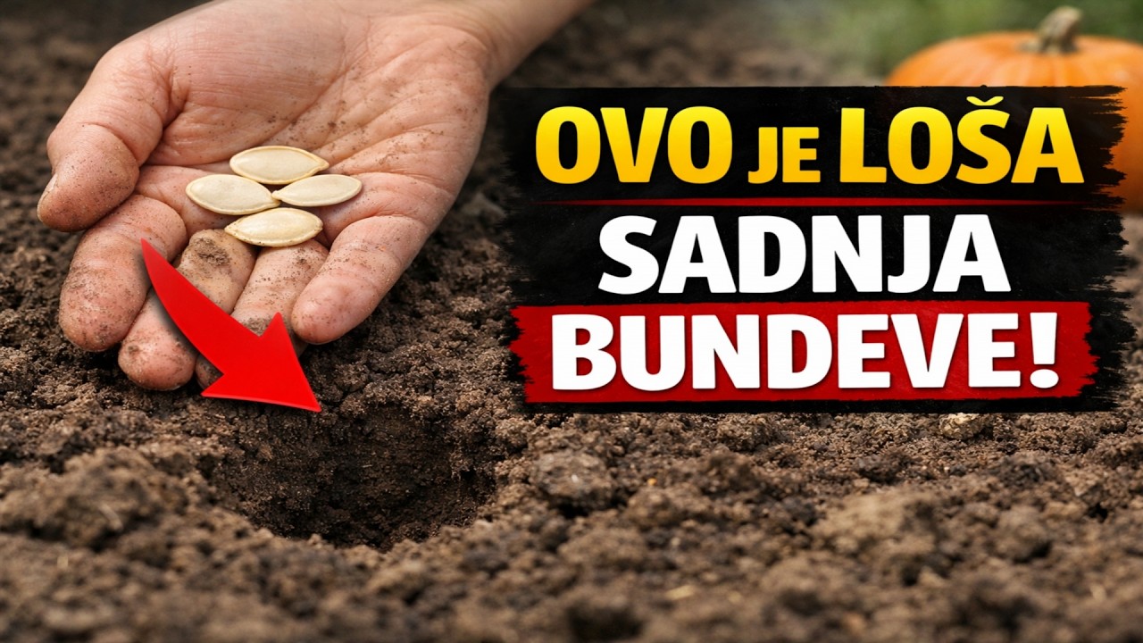 Ovako sadiš bundevu? Požalit ćeš sto posto! Otkrij tajnu iskusnih farmera za trostruko veći urod.