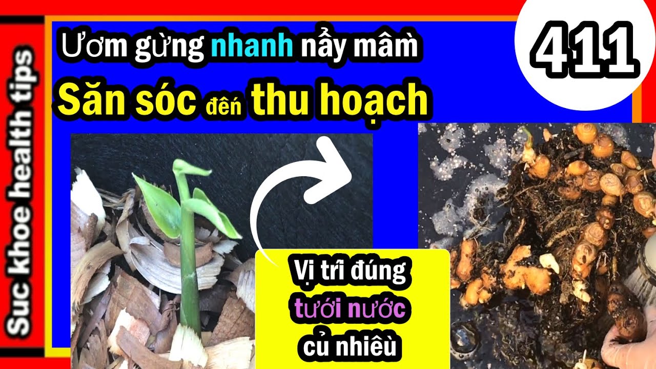 CÁCH ươm gừng NHANH có chồi tốt MÙA LẠNH_THU HOẠCH, #411growing faster ginger plants,  SKHT