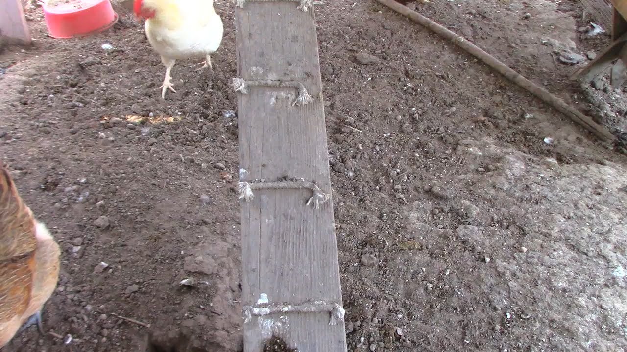 Shy chickens
