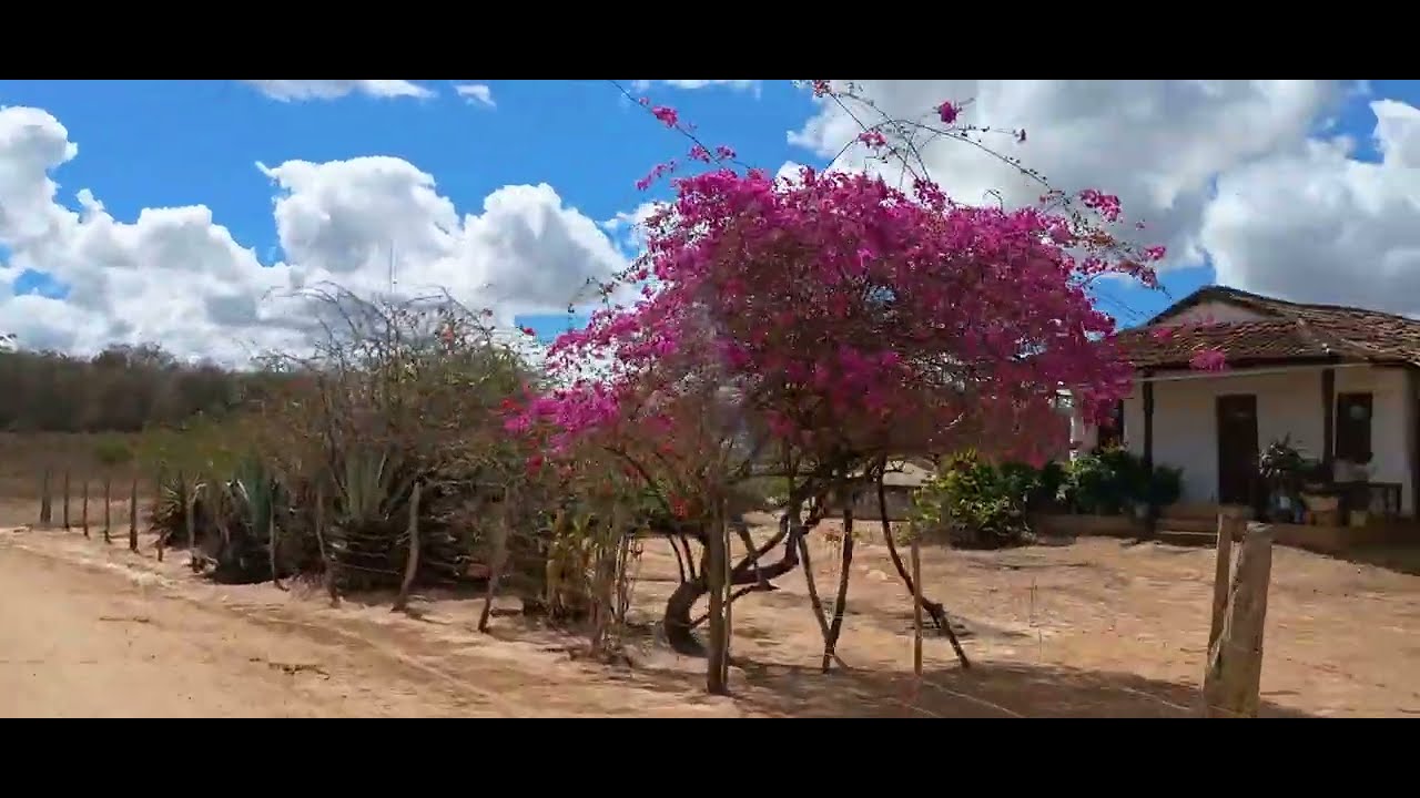 INDO DO TEIXEIRA PASSANDO NA BEZERRA ATÉ A CRUZ DO MEIO MUNICÍPIO DE CACIMBINHAS ALAGOAS 