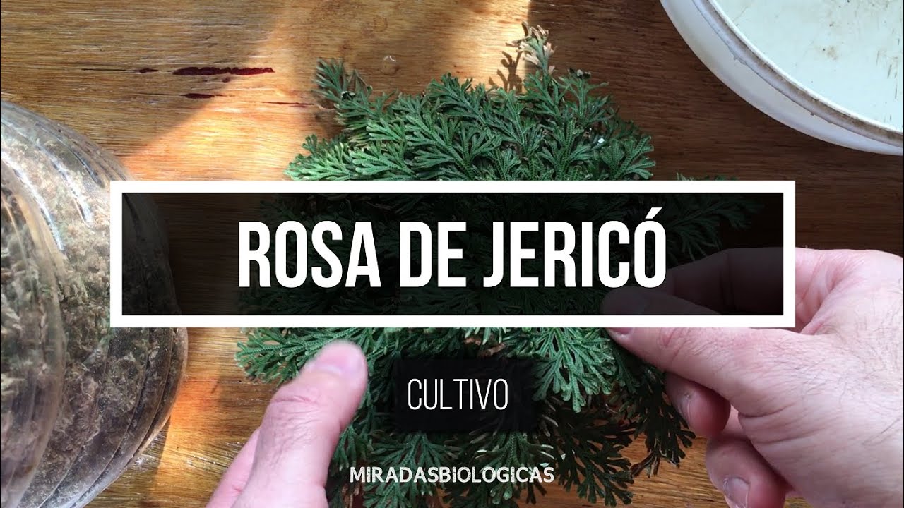 [TRUCO] Para cultivo 🍀ROSA de JERICÓ - 4K - TimeLapse NO CONOCES // FUNCIONA - 🔬MIRADASBIOLOGICAS
